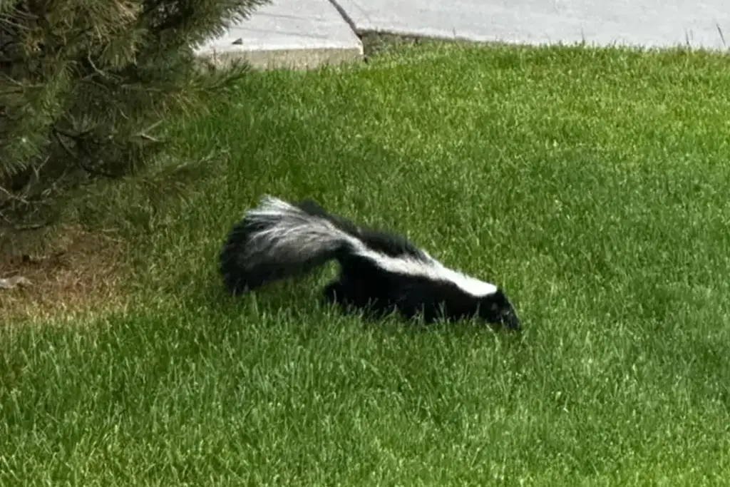 Specialized Wildlife And General Pest Control Home 3